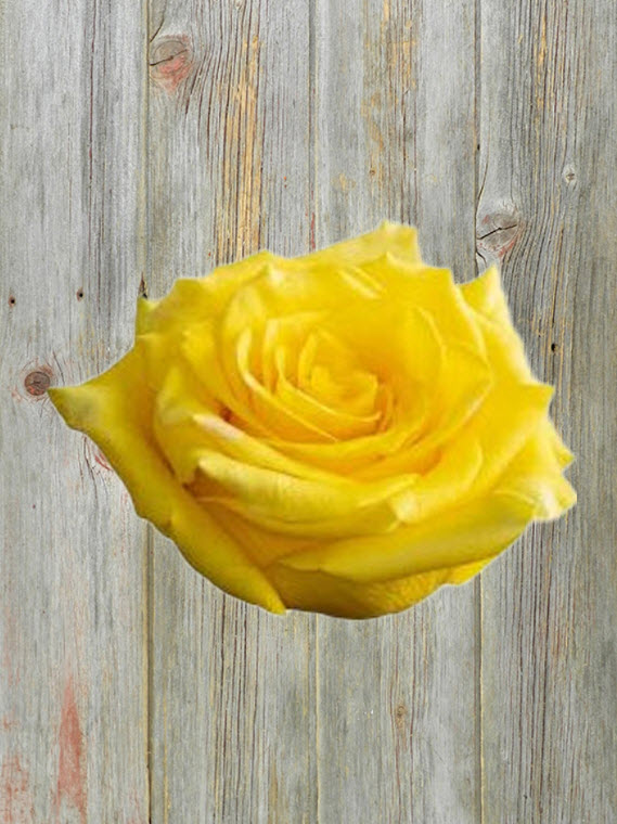 HIGH YELLOW   YELLOW ROSES